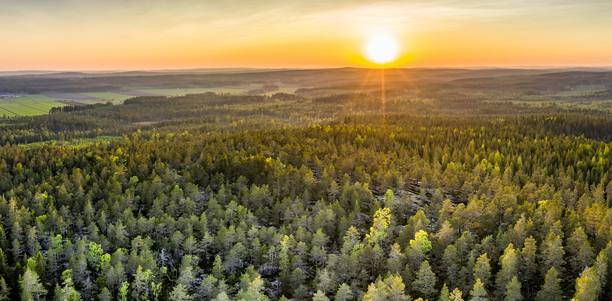 Metsä sijoituskohteena – tuottava ja pitkäjänteinen sijoitus luonnon  ehdoilla - Pölkky
